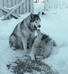 two husky dogs are playing in the snow and one is laying down