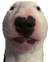 a close up of a bull terrier dog 's face with a heart shaped nose .