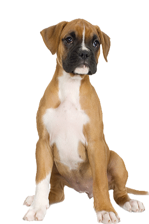 a brown and white puppy is sitting on a white background