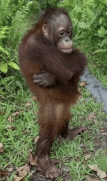 a baby orangutan is standing in the grass with his arms around his chest