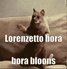 a dog standing on its hind legs with the words lorenzetto bora bora blooms written below it