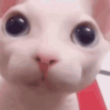 a close up of a cat 's face with big blue eyes looking at the camera .