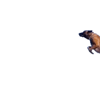 a brown dog is jumping in the air