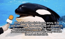 a killer whale is being interviewed by a person holding a microphone