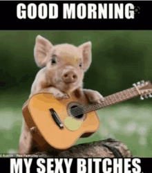 a pig playing a guitar with the words good morning my sexy bitches