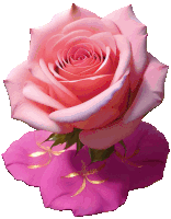 a pink rose is sitting on top of a pink flower