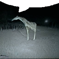 a giraffe is standing in a field at night with a speech bubble in the background .