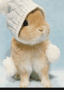 a small rabbit wearing a hat and mittens