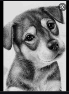 a black and white pencil drawing of a puppy .