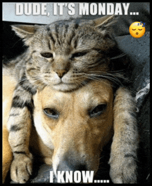 a cat laying on top of a dog with a caption that says dude it 's monday