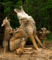 two coyotes are playing with each other in the dirt and one has its mouth open