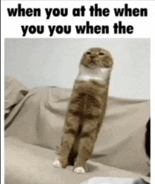 a cat is standing on its hind legs on a couch with the caption " when you at the when you you when the "