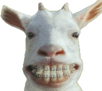 a white goat with braces on its teeth