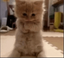 a small kitten is standing on its hind legs with its paws crossed