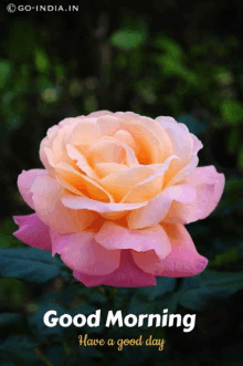 a pink and orange rose with the words " good morning have a good day "