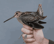 a small bird with a long beak is being held in someone 's hand