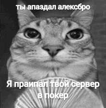 a black and white photo of a cat holding a fan with russian writing