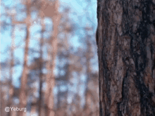 a blurred image of a forest with a tree trunk in the foreground and the words yeburg at the bottom