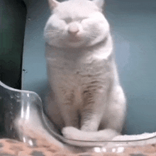 a white cat with its eyes closed is sitting on a clear container .