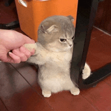 a person is petting a cat 's paw while it stands next to a table .