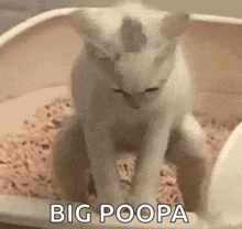 a white cat is sitting in a litter box with the words big poopa written above it