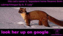 a ferret standing in the snow with the words " look her up on google "