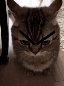 a close up of a cat 's face with a black arrow pointing at it