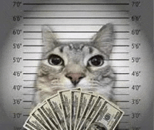 a cat holding a fan of money in front of a police lineup .