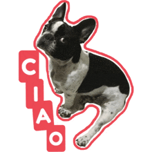 a black and white dog with the word ciao written below it