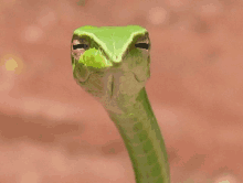 a close up of a green snake 's face with a green tongue sticking out