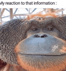 a close up of an orangutan 's face with a caption that says my reaction to that information