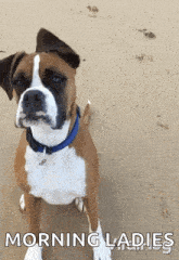 a brown and white boxer dog is sitting on the beach with the words morning ladies written below it .