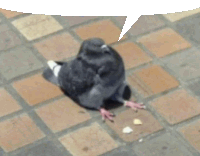 a pigeon is sitting on a tiled floor with a speech bubble behind it