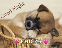 a puppy is sleeping in a basket with the words good night chicks