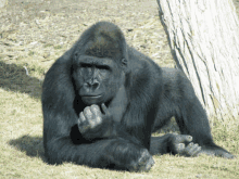 a gorilla is laying down in the grass with its hand on its chin