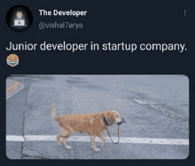 a tweet from the developer shows a dog on a leash crossing a road