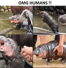 a baby hippopotamus is being bathed by a person