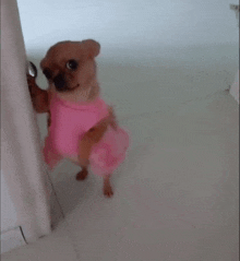 a small brown dog wearing a pink dress is standing in a doorway .