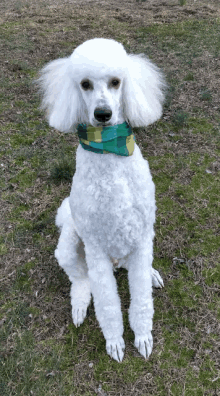 a white poodle wearing a green and yellow plaid bandana is sitting in the grass