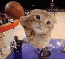 a cat is reaching for a basketball while a basketball player is dunking it .