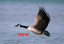 a goose is flying over a body of water and the word wow is on the bottom right