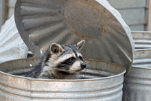 a raccoon is sticking its head out of a garbage can