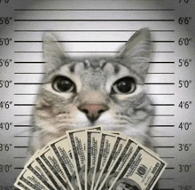 a cat with a bunch of money in front of it