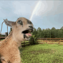 a goat with its mouth open looks up at a rainbow