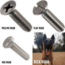 a philips head flat head and hex head screw with a dog in the background