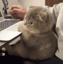 a cat is sitting on a desk next to a person using a laptop .