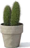 a small cactus in a pot on a white background .