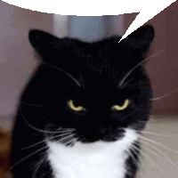 a black and white cat with yellow eyes is looking at the camera with a speech bubble above its head .