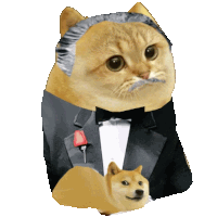 a cat in a tuxedo holds a small dog