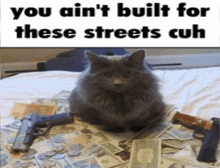 a cat sitting on top of a pile of money and guns